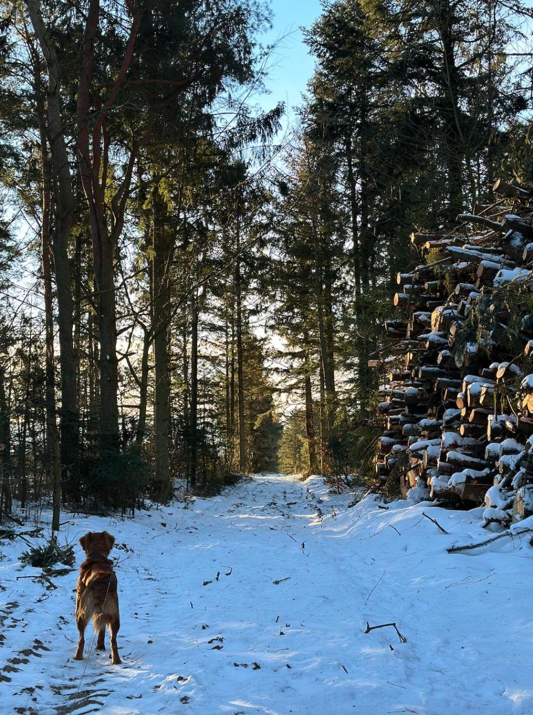 Charmerende Lejlighed Pa Landet Med Privat Skov Bjergby Esterno foto